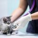 Dezinfectia eficienta a unui cabinet veterinar